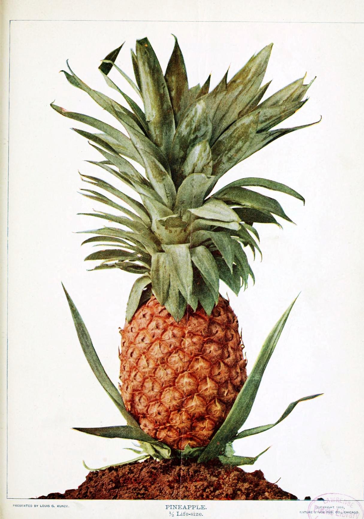 Birds & nature magazine (1896). Scan of 2 d images in the public domain believed be free to use without restriction in the U.S.